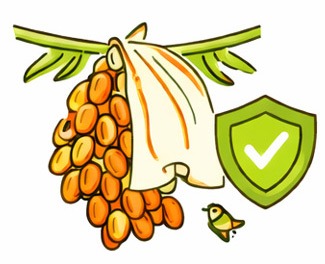 Fruit Development & Protection